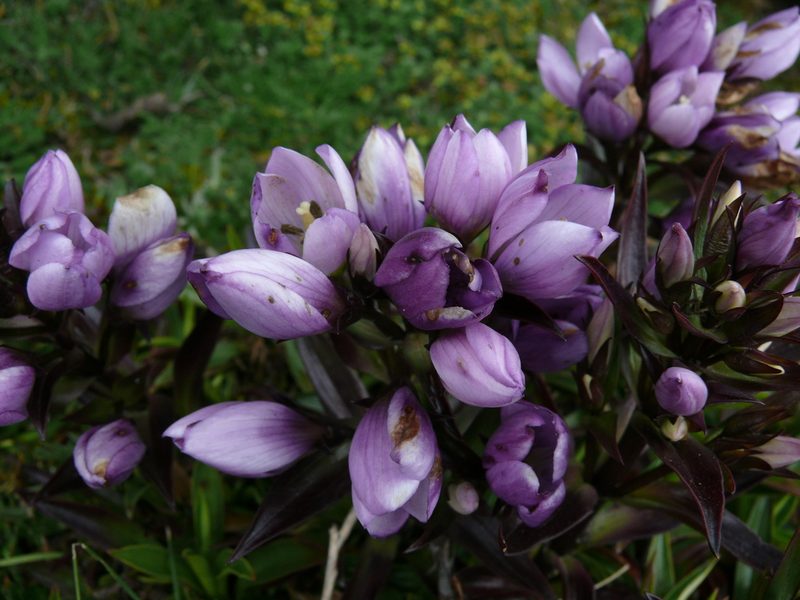 Gentianella foliosa, photographed by Robert Webster