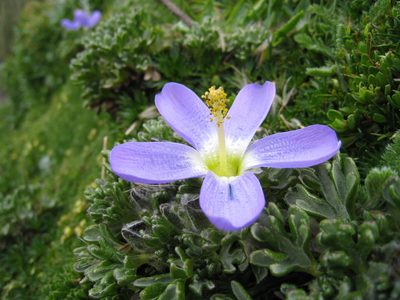 Nototriche phyllanthos, photographed by Robert Webster