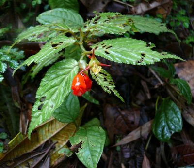 Begonia longirostris, photographed by Robert Webster