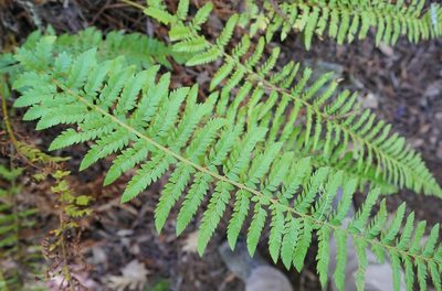 Polystichum californicum, photographed by Michael Warner