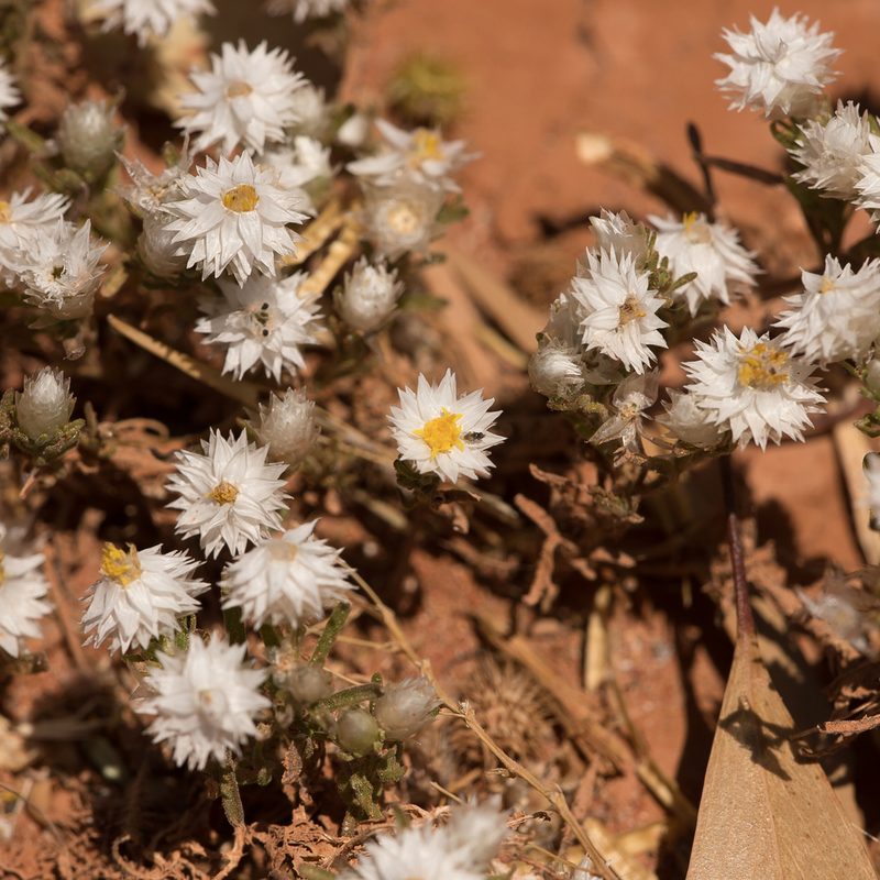 Rhodanthe floribunda, photographed by Kym Nicolson
