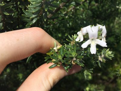Westringia fruticosa, photographed by Thomas Mesaglio