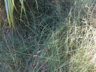 Machaerina juncea, photographed by nick_goldwater