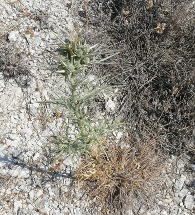 Eryngium glomeratum, photographed by Robert Webster