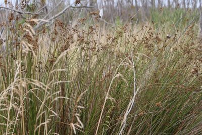 Juncus edgariae, photographed by Joe Potter Butler