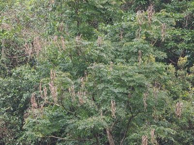 Radermachera sinica, photographed by 葉子