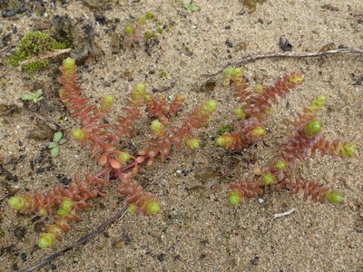 Sedum sasakii, photographed by 葉子
