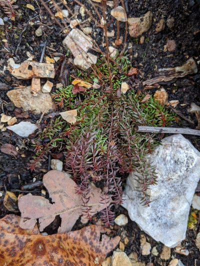 Lechea tenuifolia, photographed by Nathan Aaron