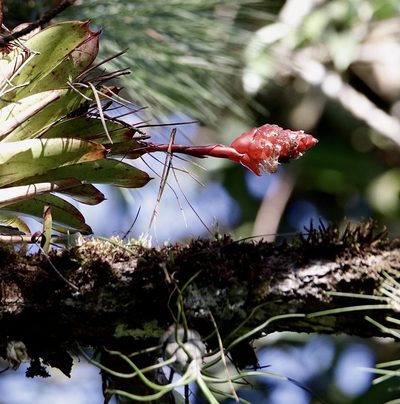 Guzmania elvallensis, photographed by Aitor
