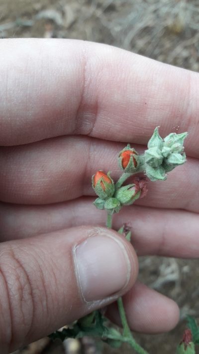 Sphaeralcea crispa, photographed by Gonzalo Roget