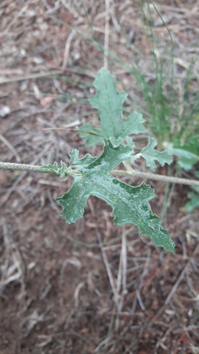Sphaeralcea crispa, photographed by Gonzalo Roget