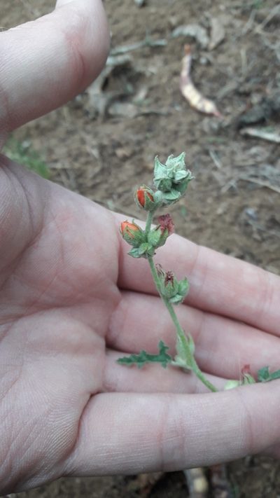 Sphaeralcea crispa, photographed by Gonzalo Roget