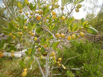 Casasia clusiifolia, photographed by stinger