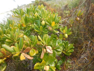 Casasia clusiifolia, photographed by stinger