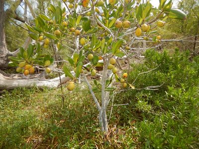Casasia clusiifolia, photographed by stinger