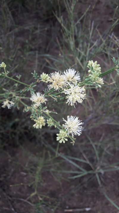 Prosopidastrum angusticarpum, photographed by Gonzalo Roget