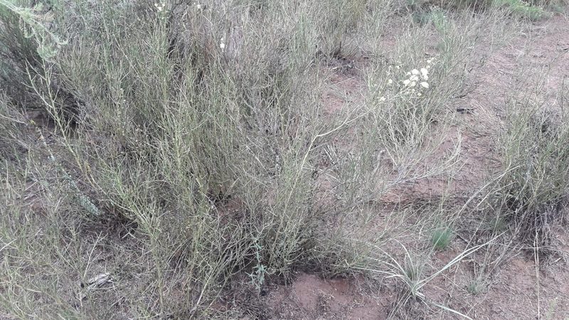 Prosopidastrum angusticarpum, photographed by Gonzalo Roget