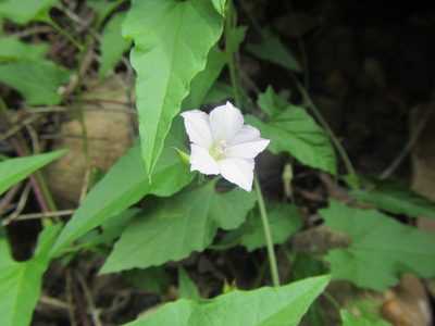 Convolvulus farinosus, photographed by douglaseustonbrown