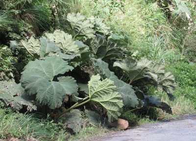 Gunnera manicata, photographed by Kahio Tiberio Mazon