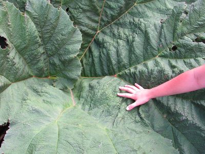 Gunnera manicata, photographed by Kahio Tiberio Mazon