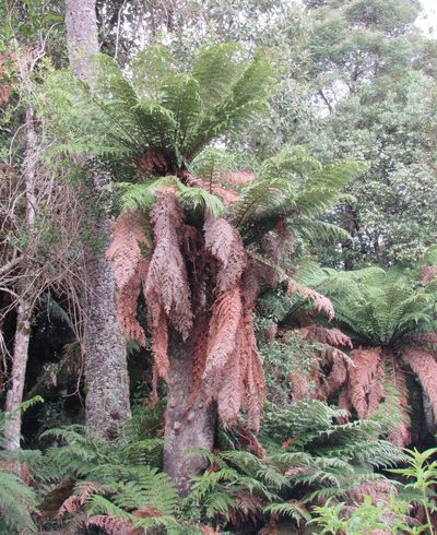 Dicksonia sellowiana, photographed by Kahio Tiberio Mazon