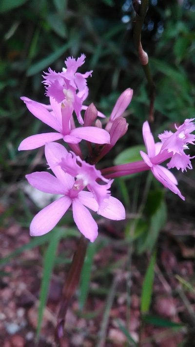 Epidendrum denticulatum, photographed by Márcia Martins