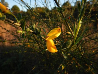 Cytisus grandiflorus, photographed by Duarte Frade