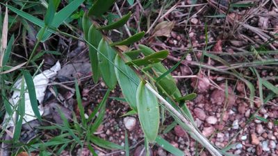 Epidendrum denticulatum, photographed by Márcia Martins