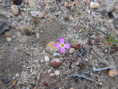 Marcus-kochia triloba, photographed by Duarte Frade