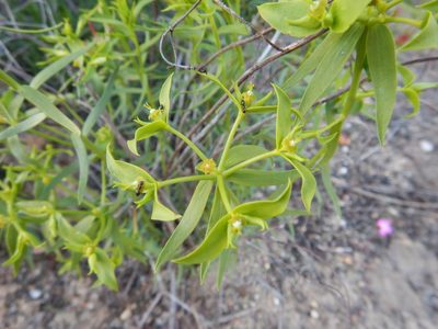 Euphorbia boetica, photographed by Duarte Frade