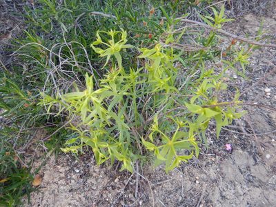 Euphorbia boetica, photographed by Duarte Frade