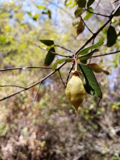 Crinodendron patagua, photographed by Raúl Cuevas Medina