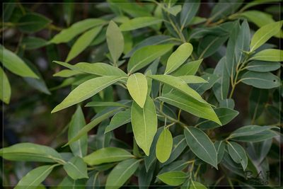 Ocotea acutifolia, photographed by RAP
