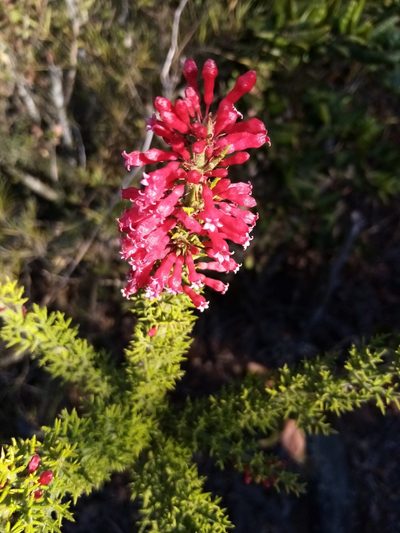 Colletia ulicina, photographed by Raúl Cuevas Medina