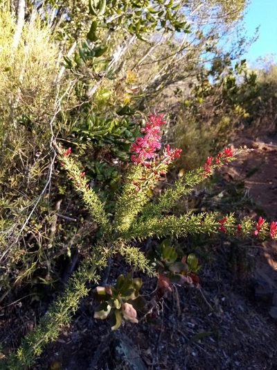 Colletia ulicina, photographed by Raúl Cuevas Medina