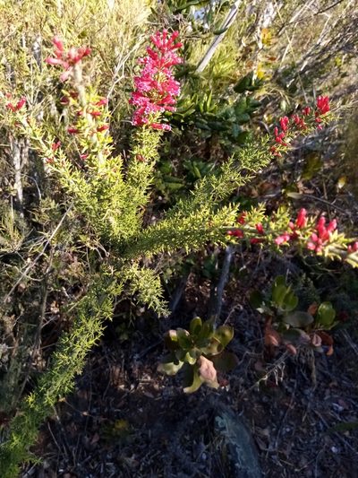 Colletia ulicina, photographed by Raúl Cuevas Medina