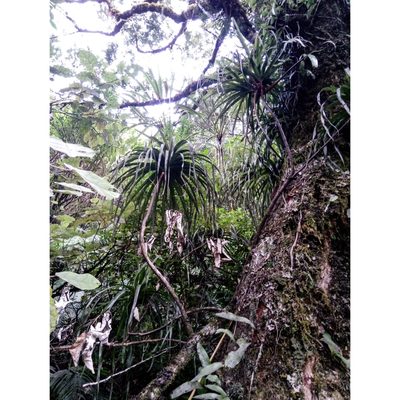 Dracophyllum latifolium, photographed by Courtney Tregurtha-Nairn