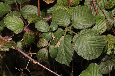 Rubus vestitus, photographed by Stephen James McWilliam