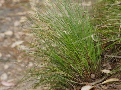 Carex banksiana, photographed by Bruce Calvert