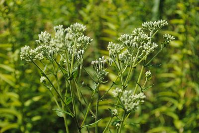 Eupatorium pilosum, photographed by Zihao Wang