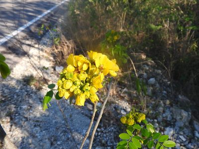 Senna racemosa, photographed by Juan Cruzado Cortés