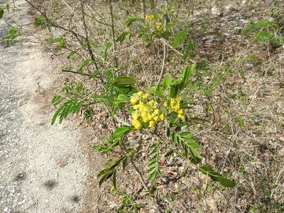 Senna racemosa, photographed by Juan Cruzado Cortés