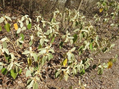 Croton peraeruginosus, photographed by Juan Cruzado Cortés