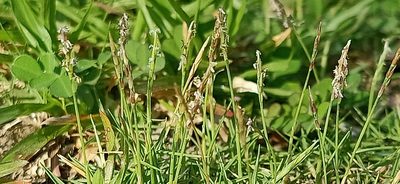 Zoysia matrella, photographed by Ong Jyh Seng