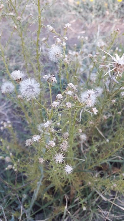 Baccharis ulicina, photographed by Gonzalo Roget