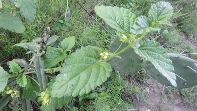 Lantana grisebachii, photographed by demianlescano