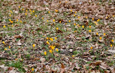 Crocus flavus, photographed by katunchik