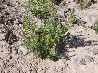 Lupinus arizonicus, photographed by Bob Miller