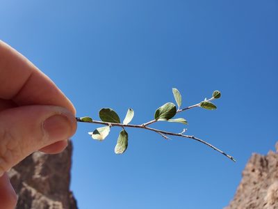 Colubrina californica, photographed by Bob Miller