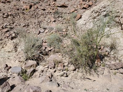 Colubrina californica, photographed by Bob Miller